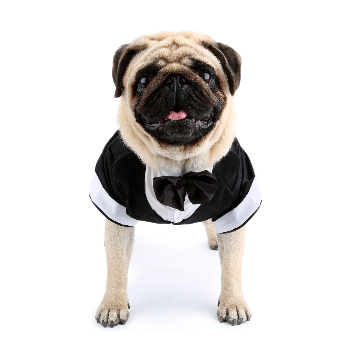 Dog Shirt Puppy Clothes, Pet W - Pet Supplies Co review and price