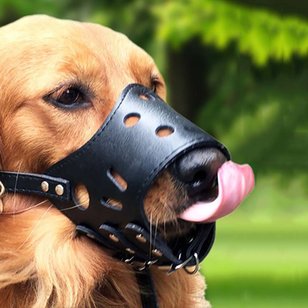 Anti-Biting Secure Anti Bark C - Pet Supplies Plus review and price