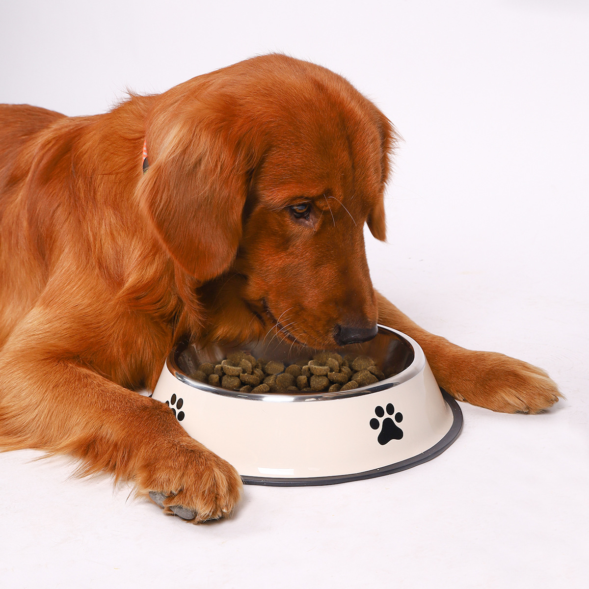 Stainless Steel Pet Bowl Cat B - Pet Supplies Plus review and price